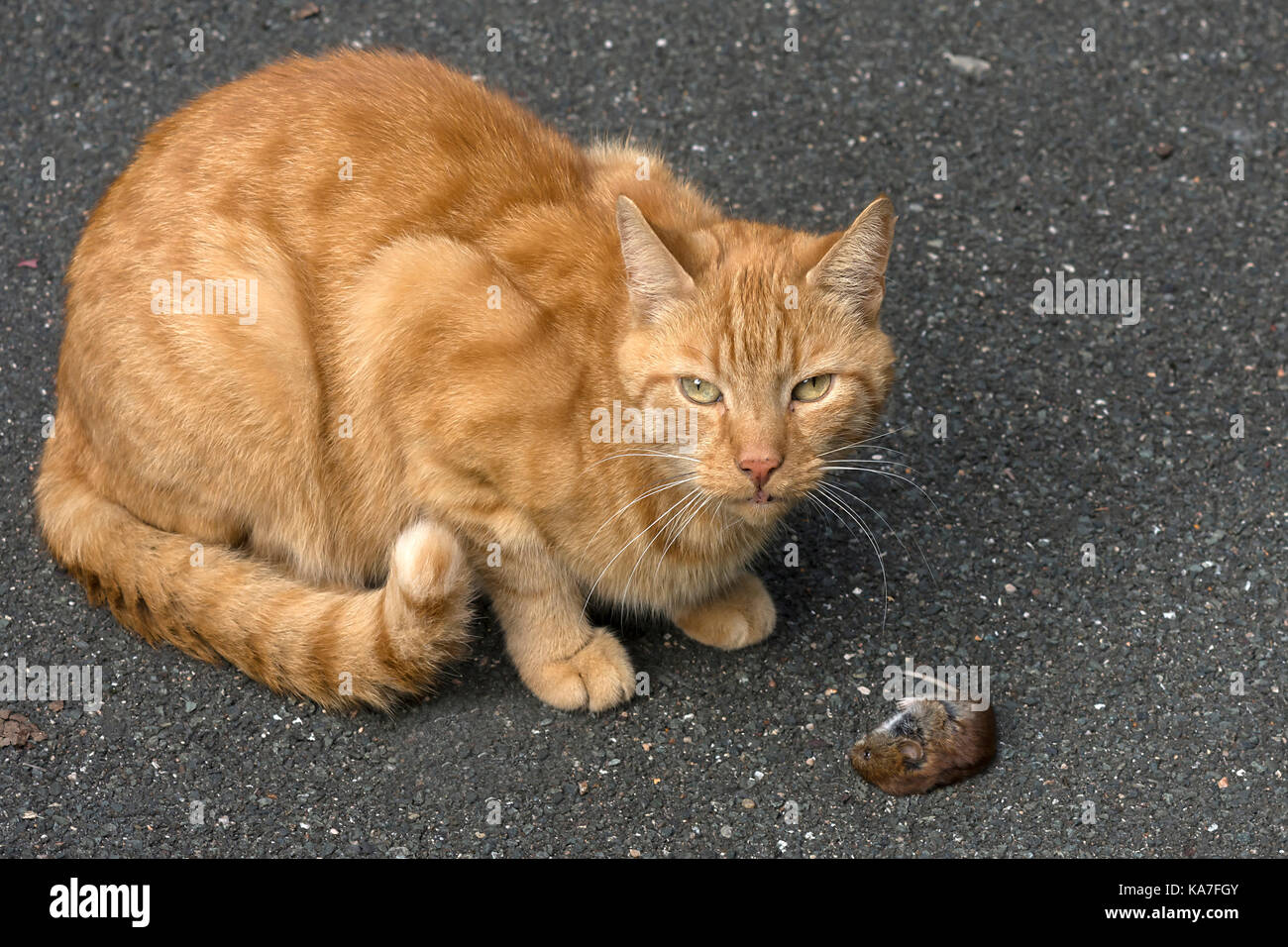 Domestic cat (Felis catus) with a captured Common vole (Microtus