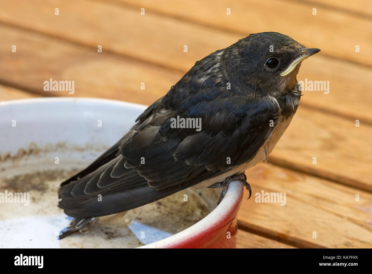 Young Common house martin (Delichon urbicum) sitting on edge of a bowl, Baden-Württemberg, Germany Stock Photo