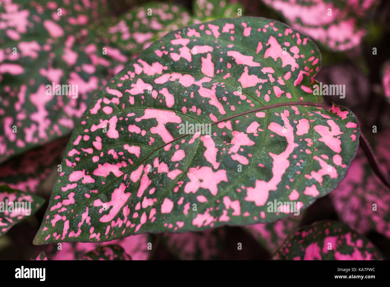 Close-up of pink and green Polka-dot plant (Hypoestes phyllostachya) leaf patterns in summer, Quebec, Canada Stock Photo