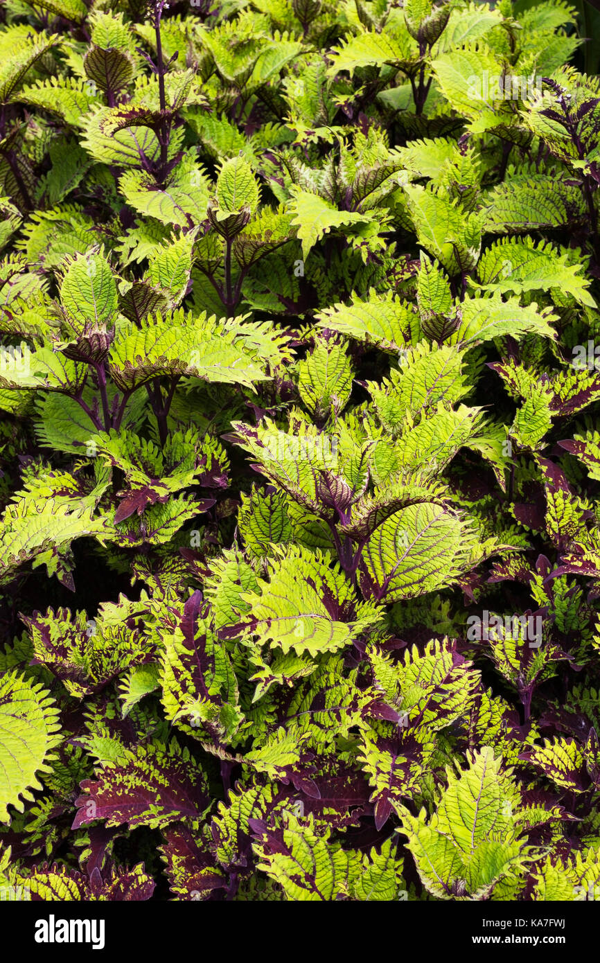 coleus under the sea fish net Plant coleus hi-res stock photography and images