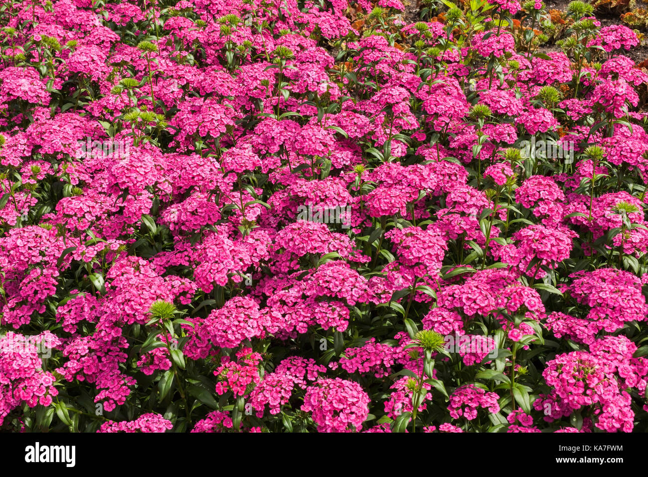 Jolt Pink, Carnation (Dianthus) flowers in summer, Montreal, Quebec, Canada Stock Photo