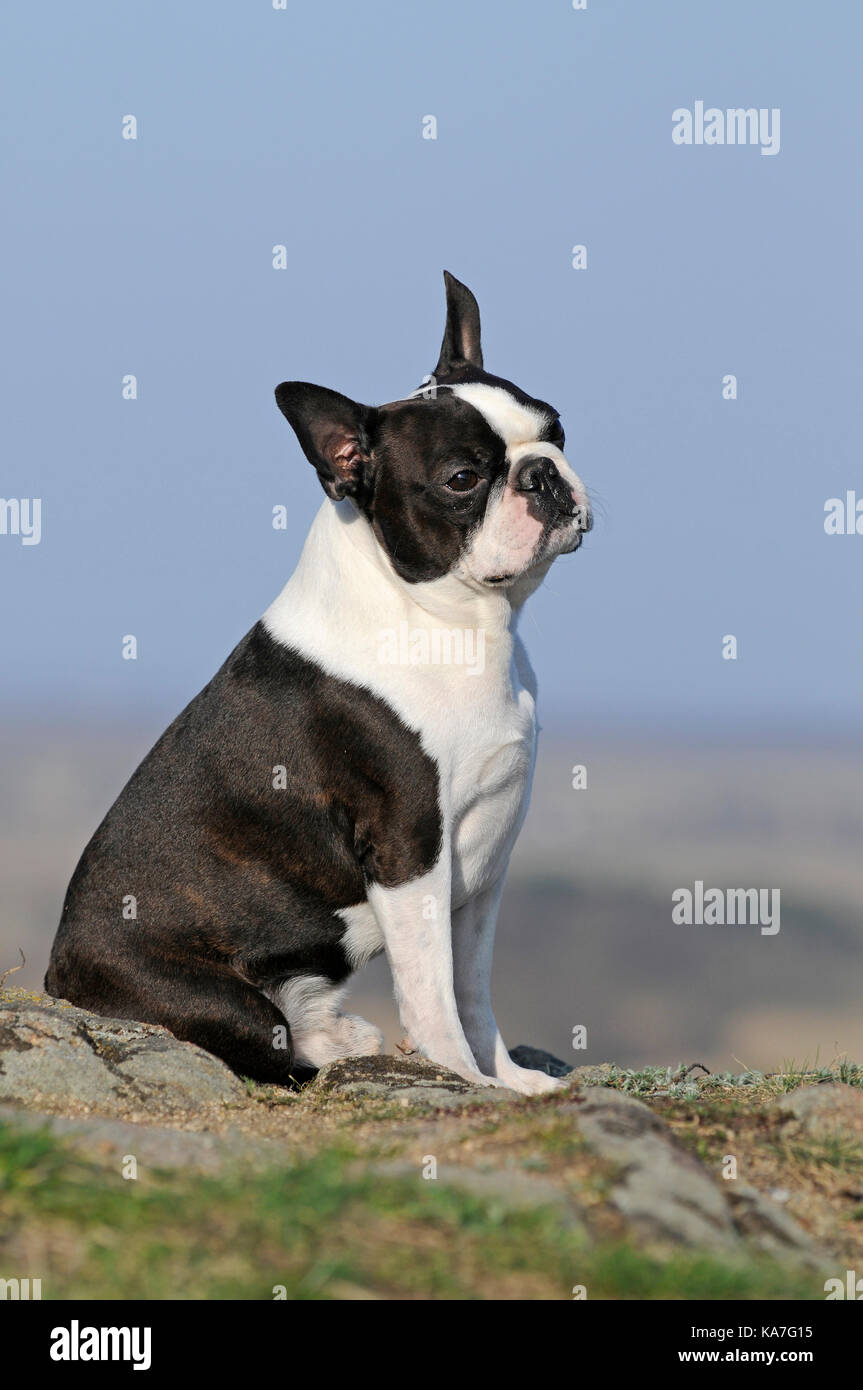 Boston Terrier male sitting Stock Photo Alamy