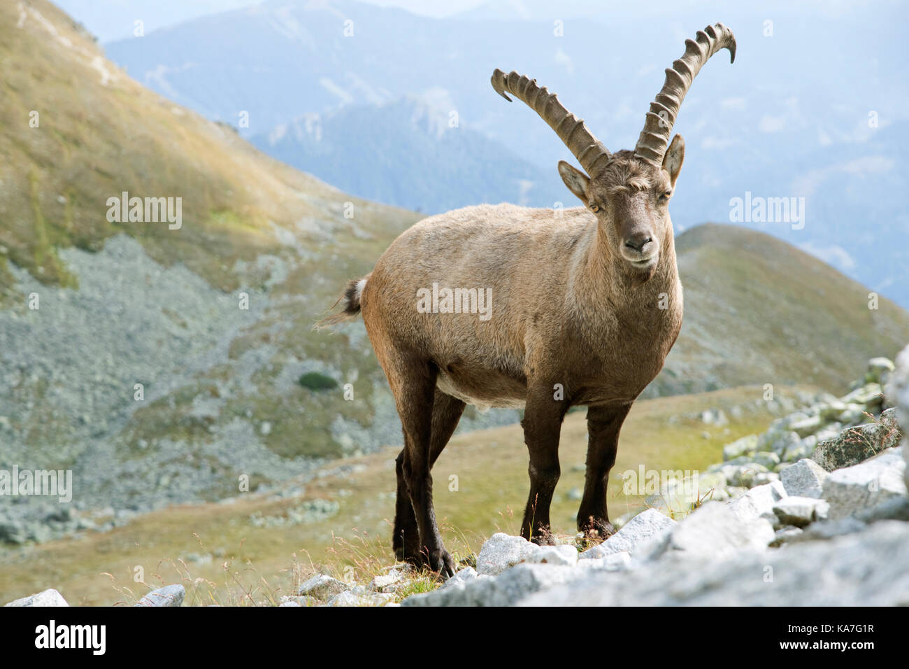 Alpine Ibex (Capra ibex), Rottenmanner Tauern, Styria, Austria Stock Photo