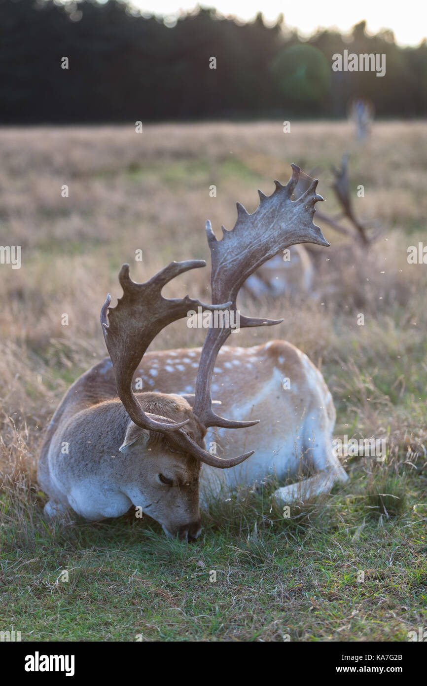 Eurasian deer with branched palmate antlers. Poland, Europe. Stock Photo
