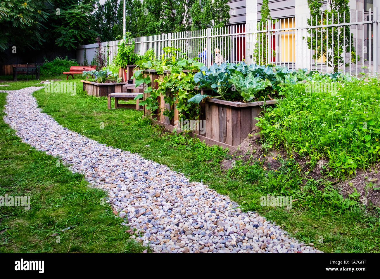 Berlin,Mitte. Communal Garden, Community Gardening.Vegetables growing