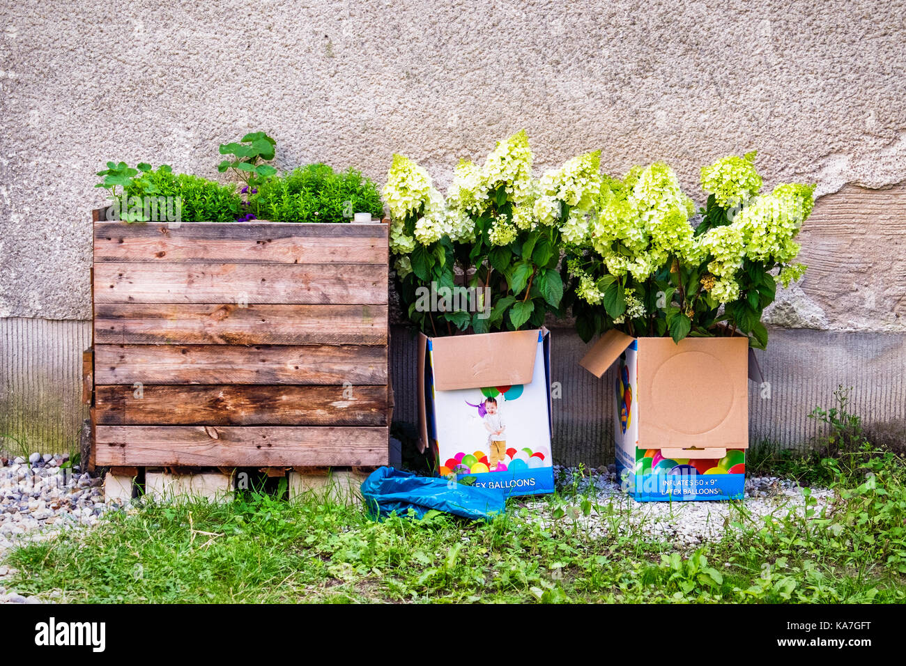 Berlin,Mitte. Communal Garden, Community Gardening.Plants growing in