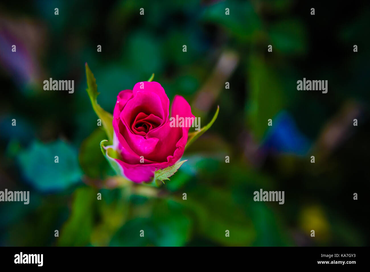 Pink roses colorful In the garden Stock Photo - Alamy
