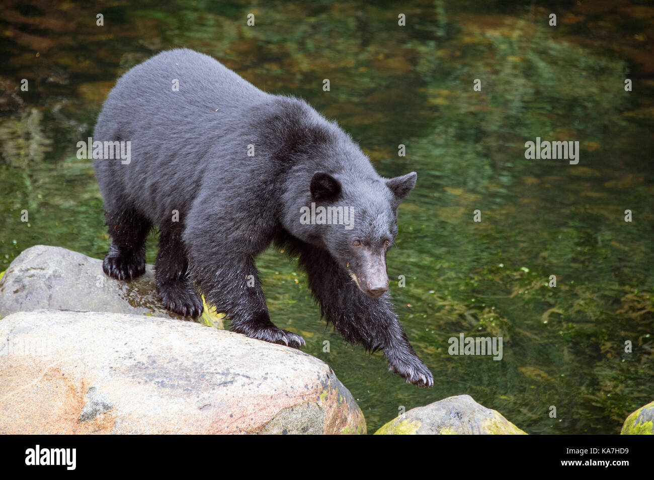 American black bear (Ursus americanus) in Ucluelet, British Columbia, Canada Stock Photo