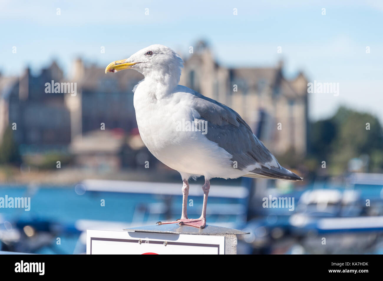 Glaucous-winged Gull in Victoria Harbour, British Columbia, Canada Stock Photo