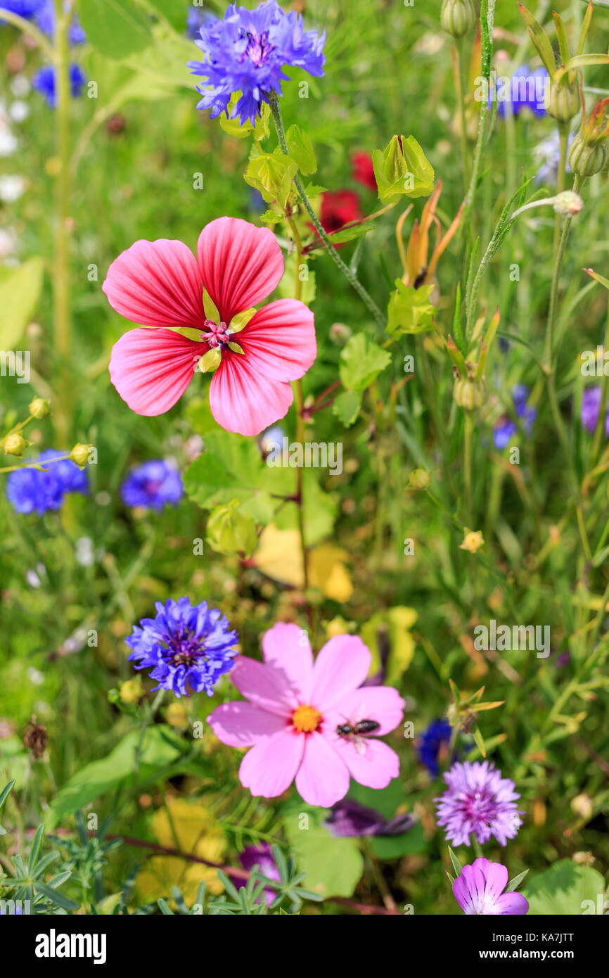 Summerflowers with Malope Trifida Stock Photo