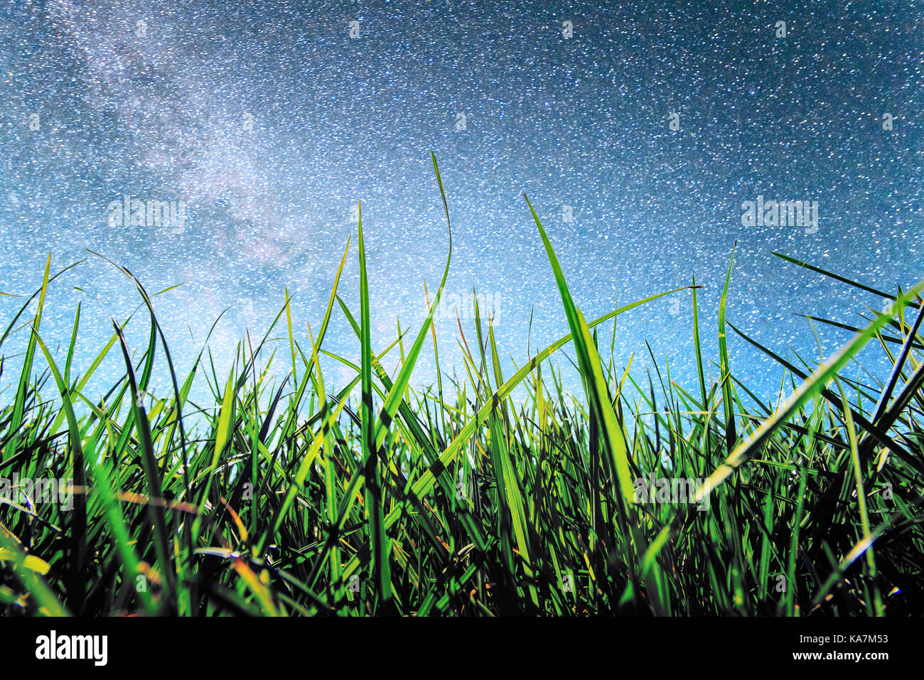 Green rice fields and Star night Stock Photo - Alamy