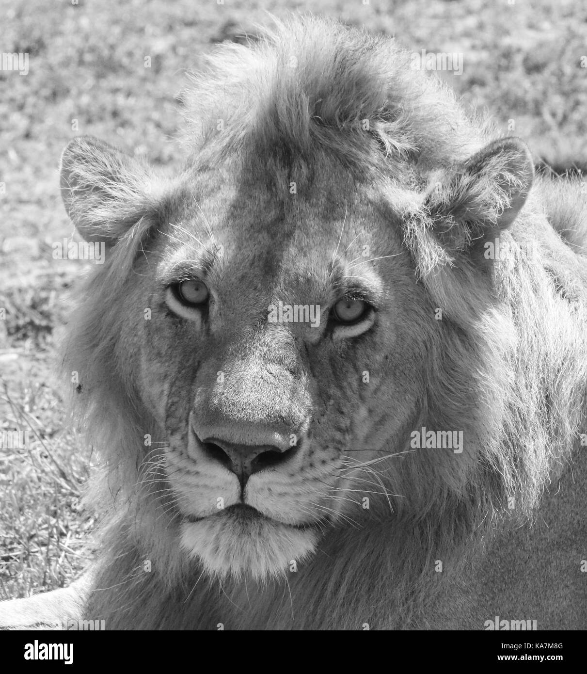 Masai mara nature reserve hi-res stock photography and images - Alamy