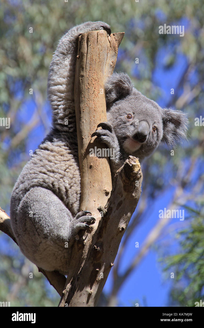 An Australian Koala Hanging On To A Tree Branch Stock Photo