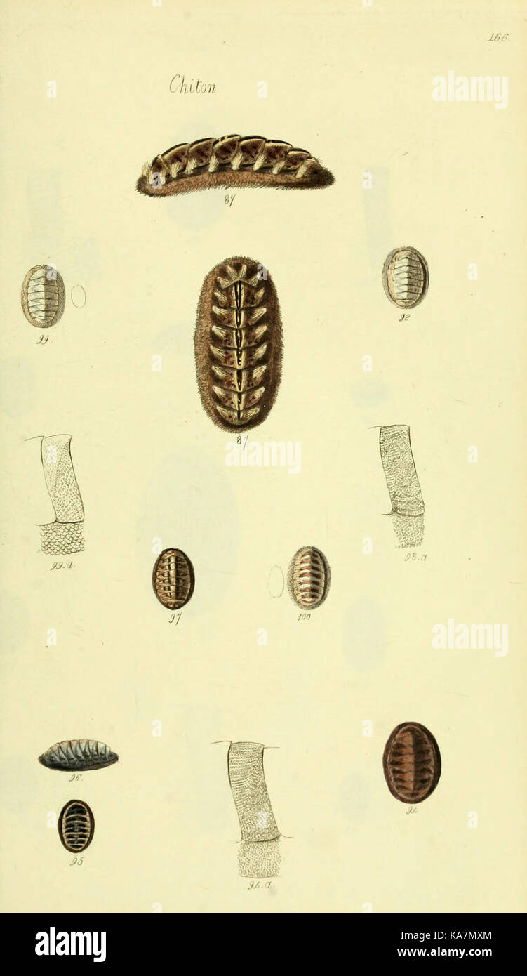 The conchological illustrations or, Coloured figures of all the ...