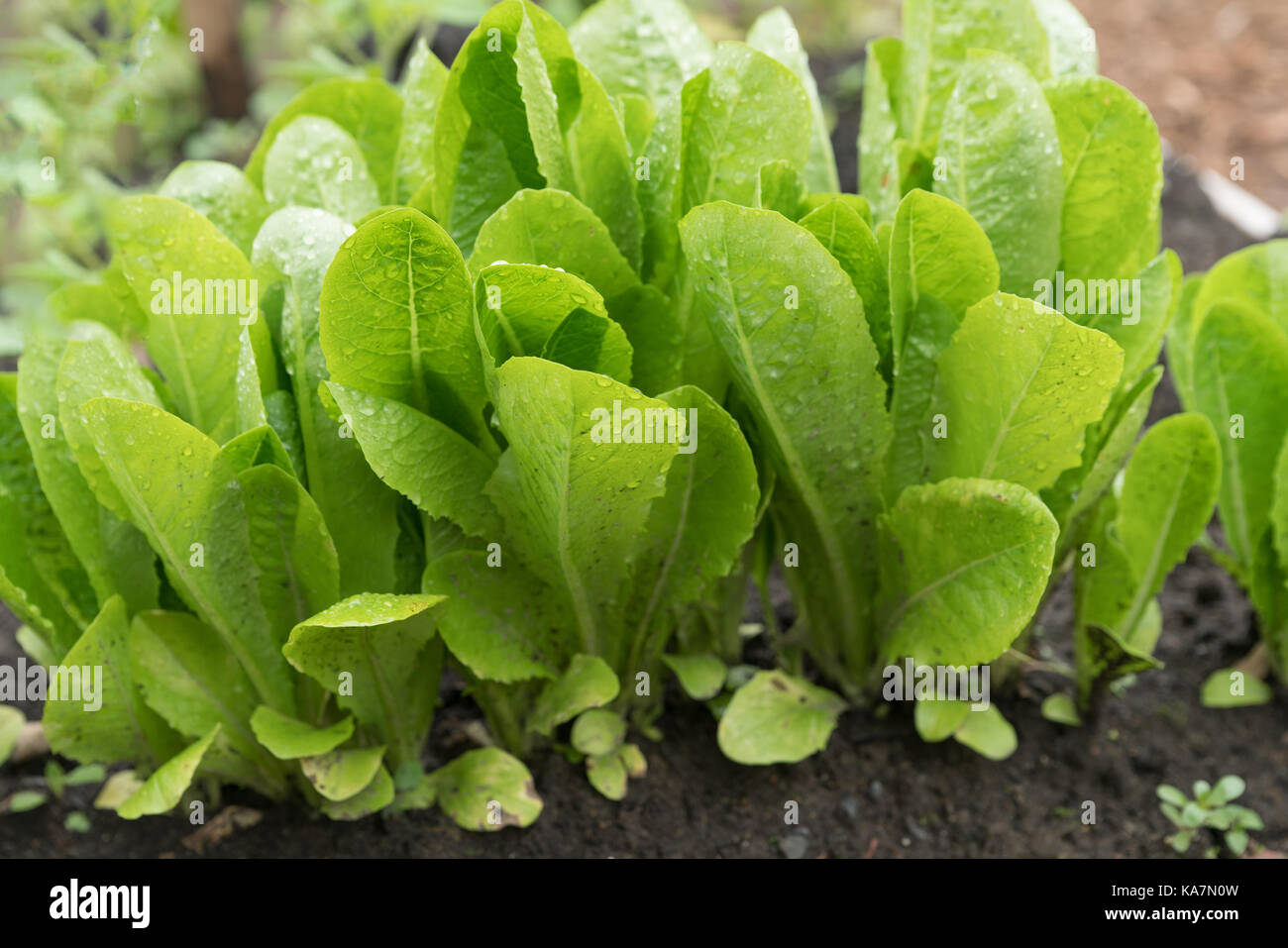 Healthy lettuce seedlings growing in soil Stock Photo Alamy