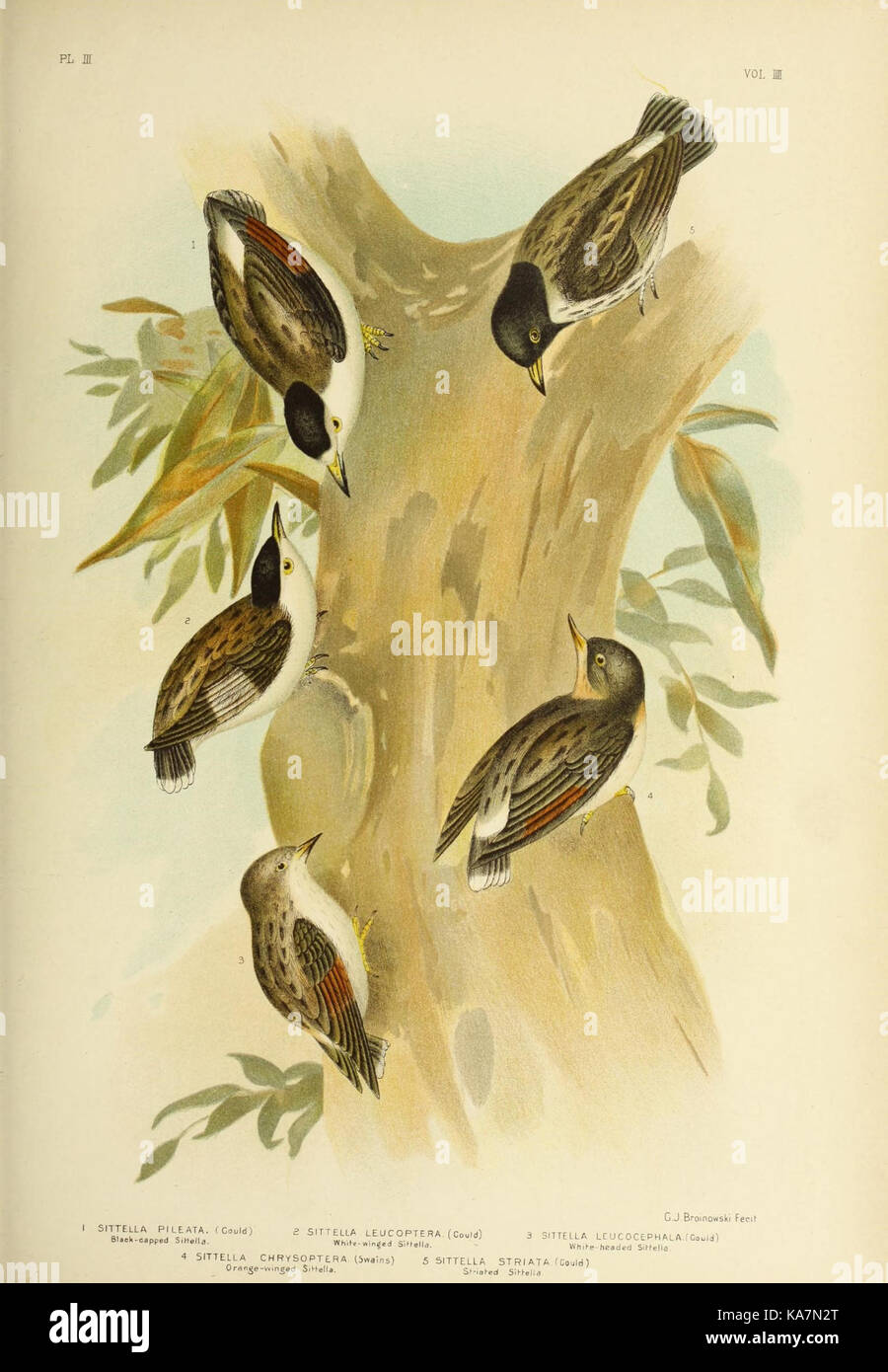 The birds of Australia (16245263833) Stock Photo