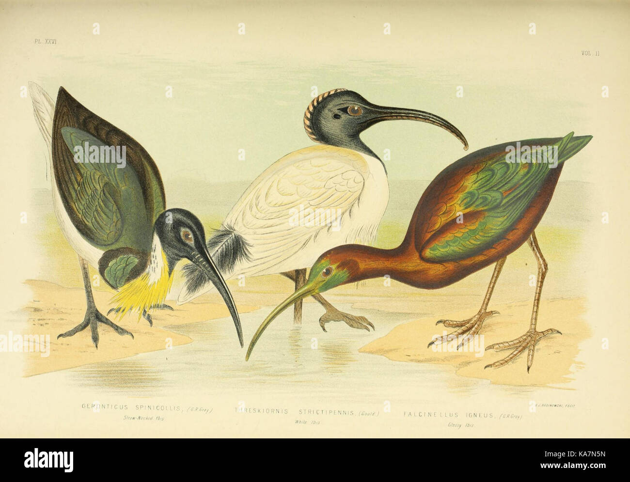 The birds of Australia (16795399375) Stock Photo