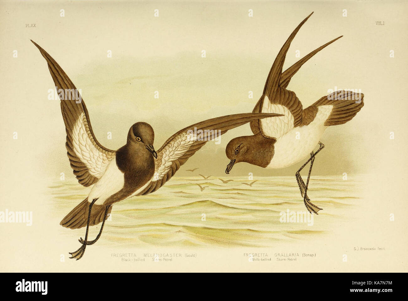 The birds of Australia (16681521586) Stock Photo