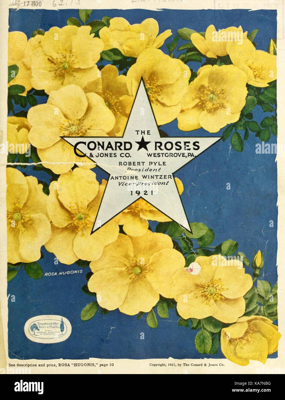 The Conard and Jones Co. roses (15715597493) Stock Photo