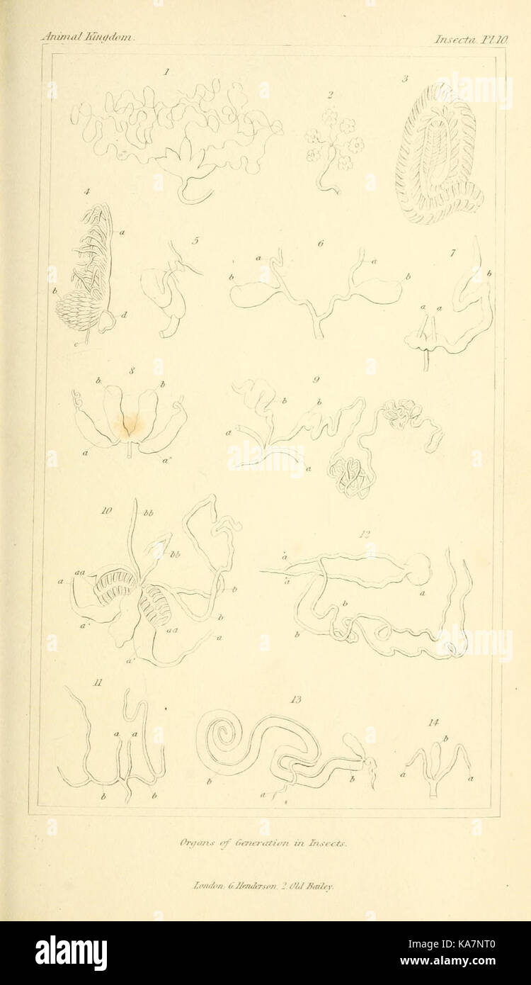 The animal kingdom, arranged according to its organization, serving as ...