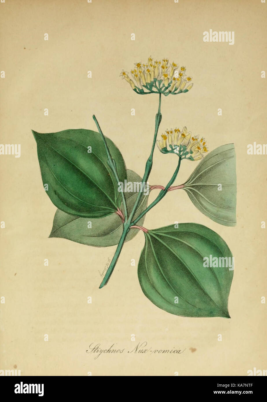 Collection of the american flora hi-res stock photography and images ...