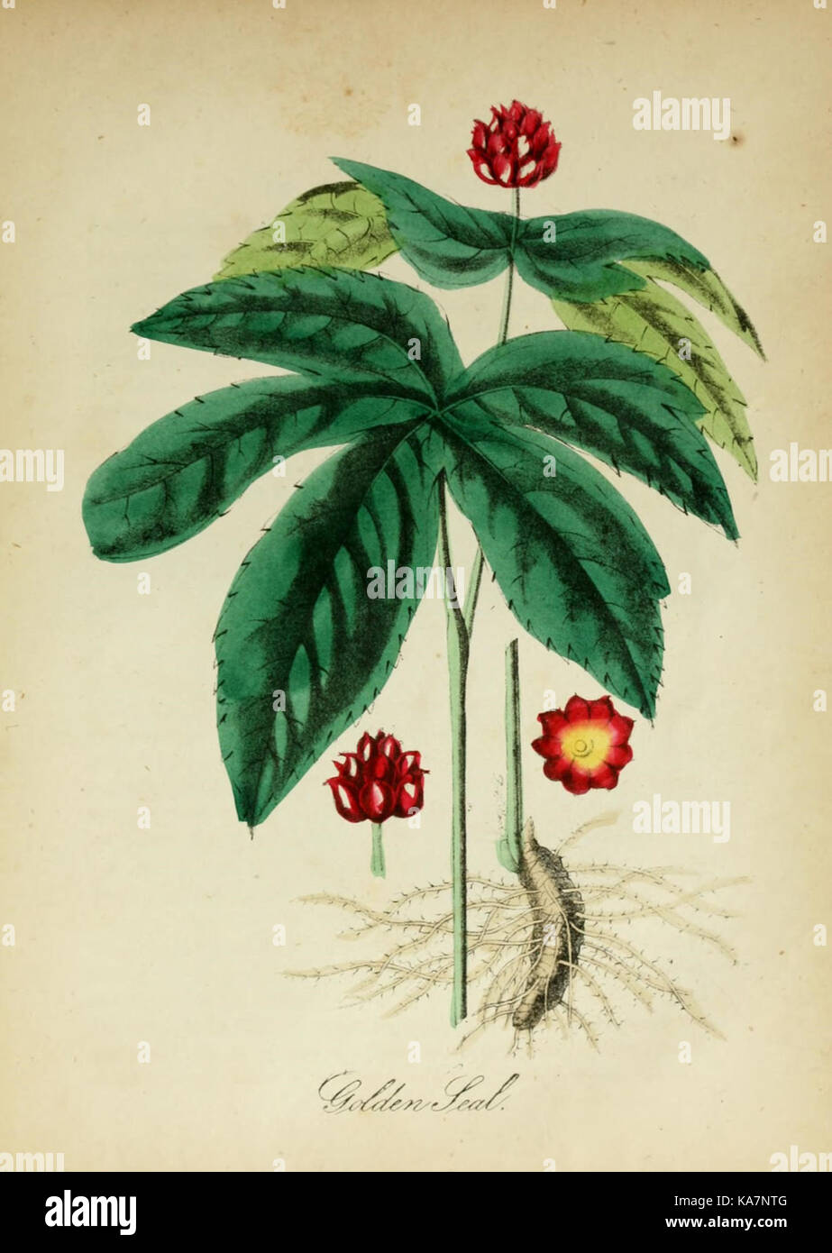 Flora research reference hi-res stock photography and images - Alamy