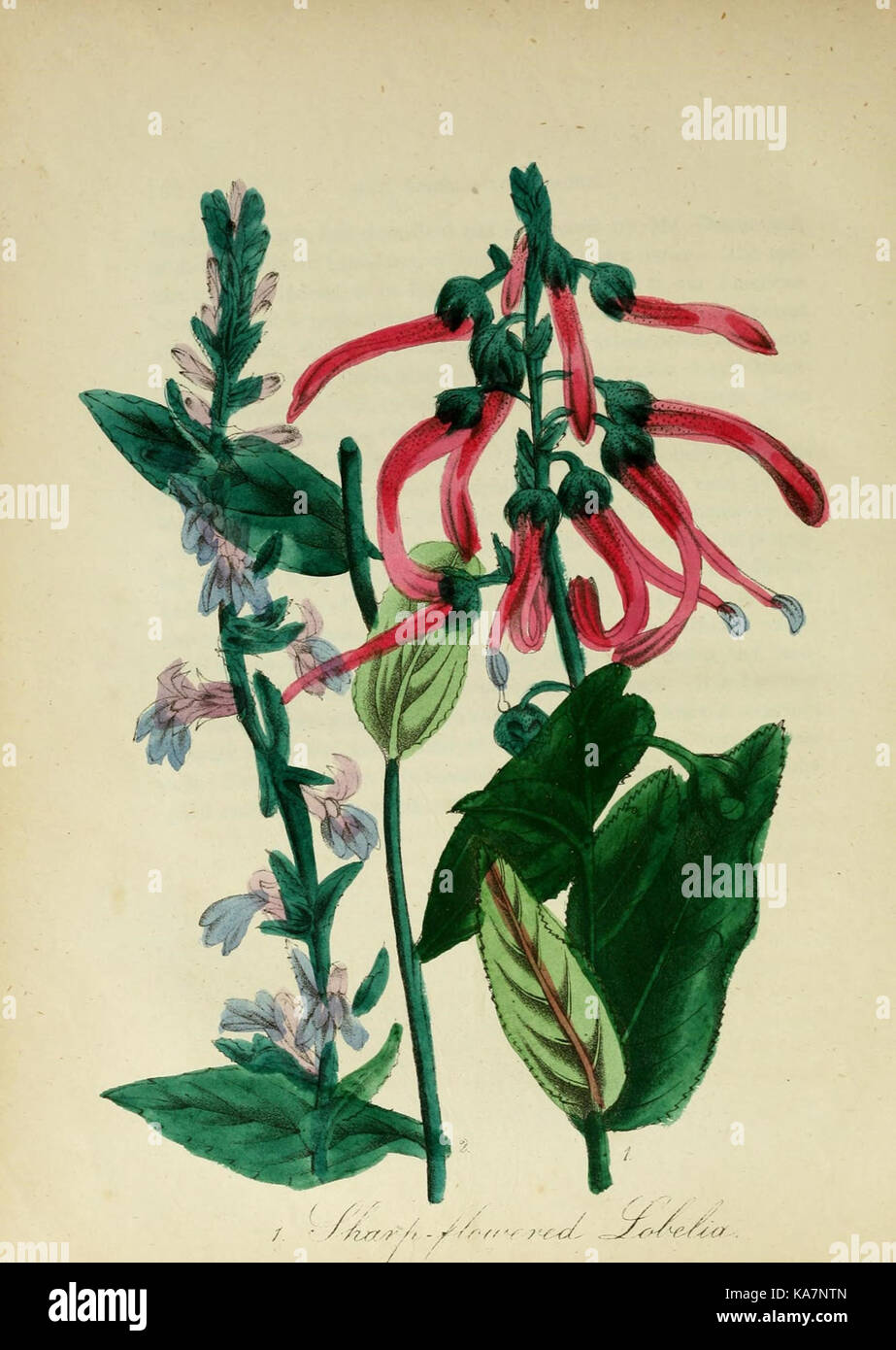 The American flora (10172483673 Stock Photo - Alamy