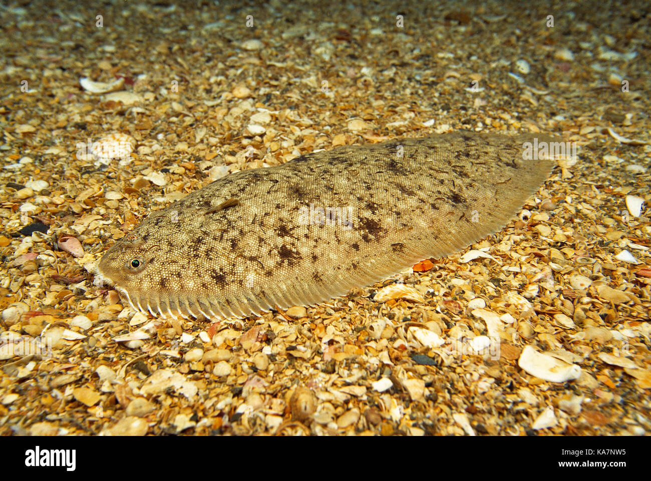 Wildlife. Fishes. Dover Sole lying on sea bed. Stock Photo
