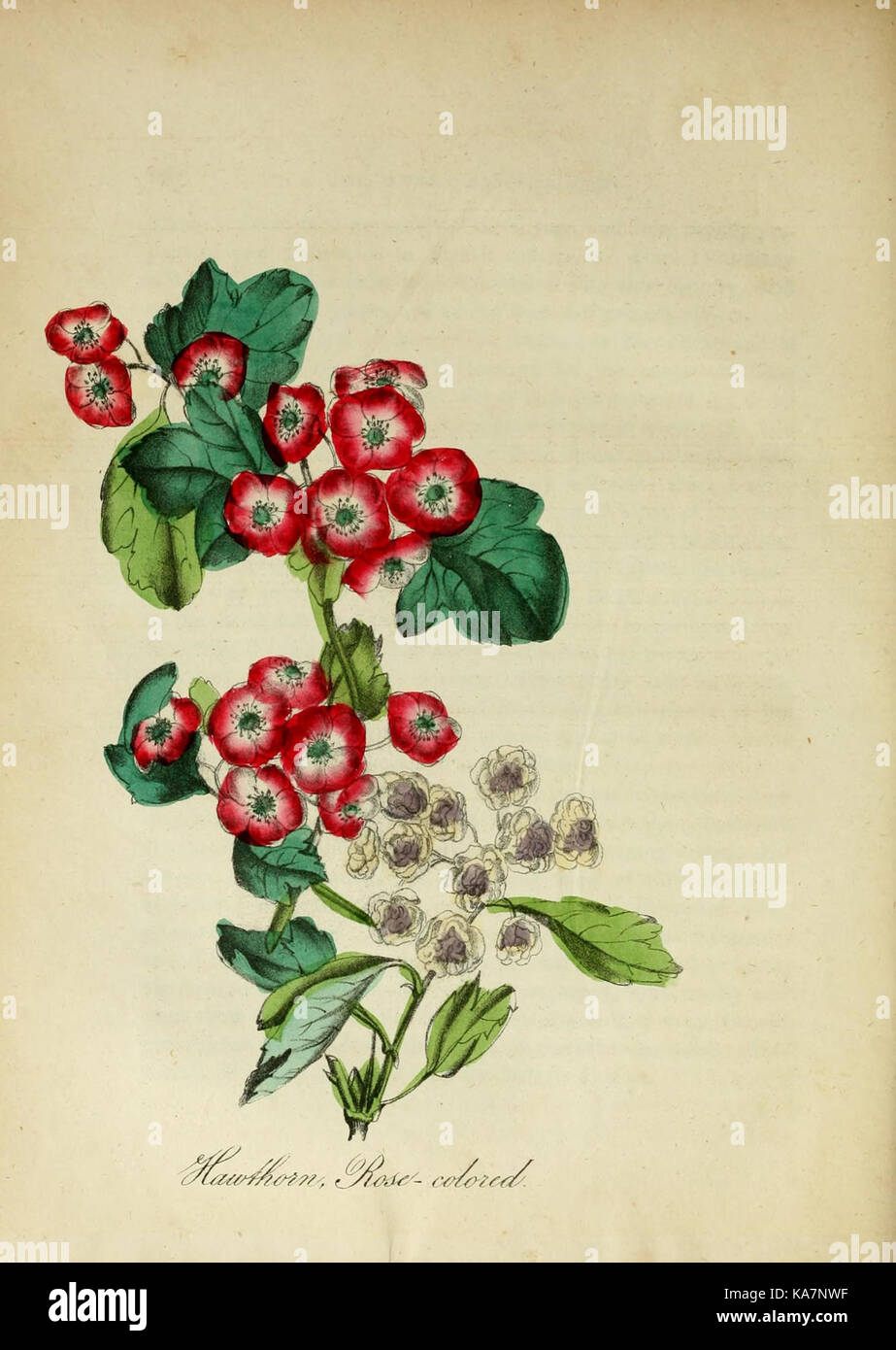 Depiction of native flora hi-res stock photography and images - Alamy