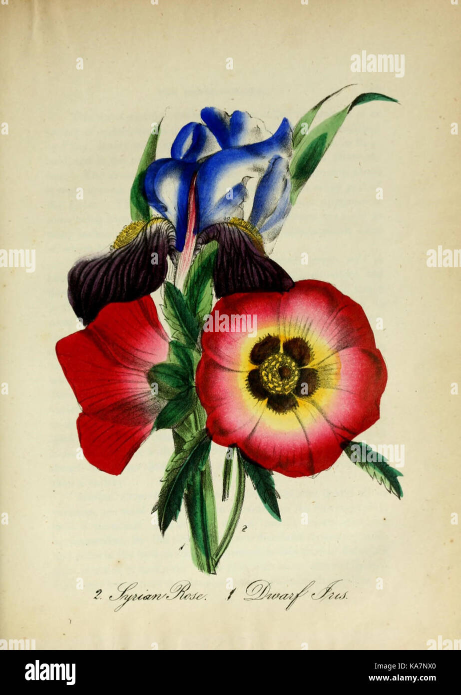 The American flora (10172282896 Stock Photo - Alamy