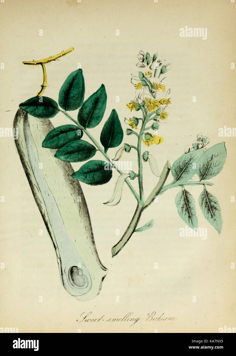Depiction of native flora hi-res stock photography and images - Alamy