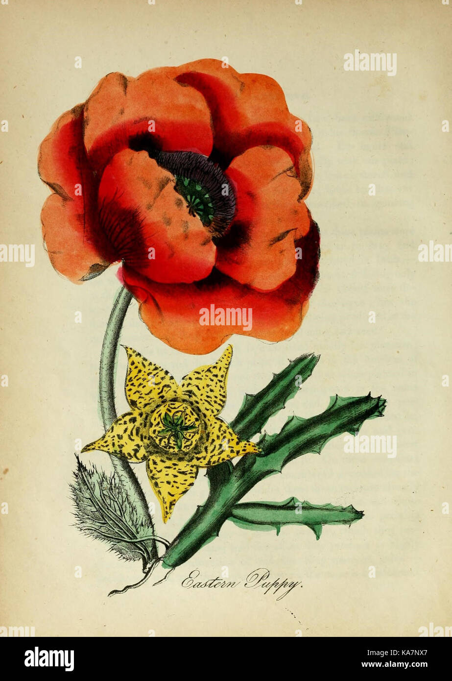 Documenting native flora hi-res stock photography and images - Alamy