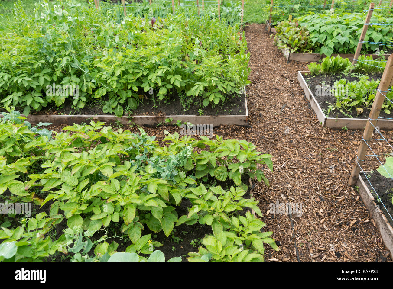 Vegetable garden with wooden edges and mulched pathways Stock Photo