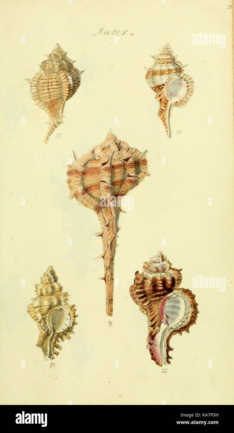 The conchological illustrations or, Coloured figures of all the ...