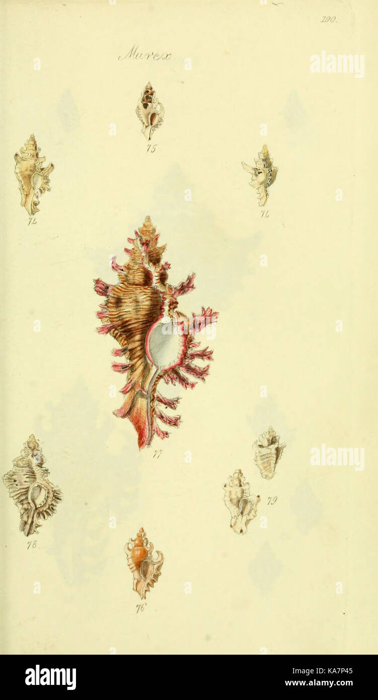 The conchological illustrations or, Coloured figures of all the ...