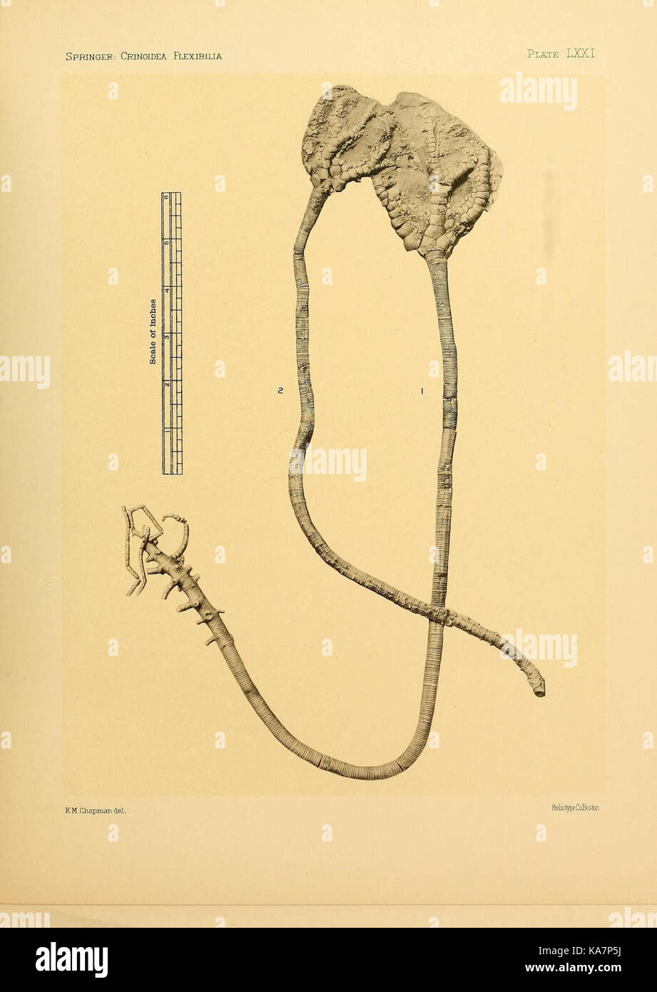 The Crinoidea flexibilia (9669717349) Stock Photo
