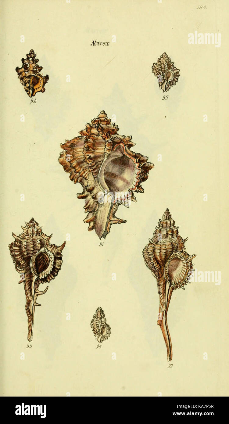 This book, 'The Conchological Illustrations', presents colored figures ...