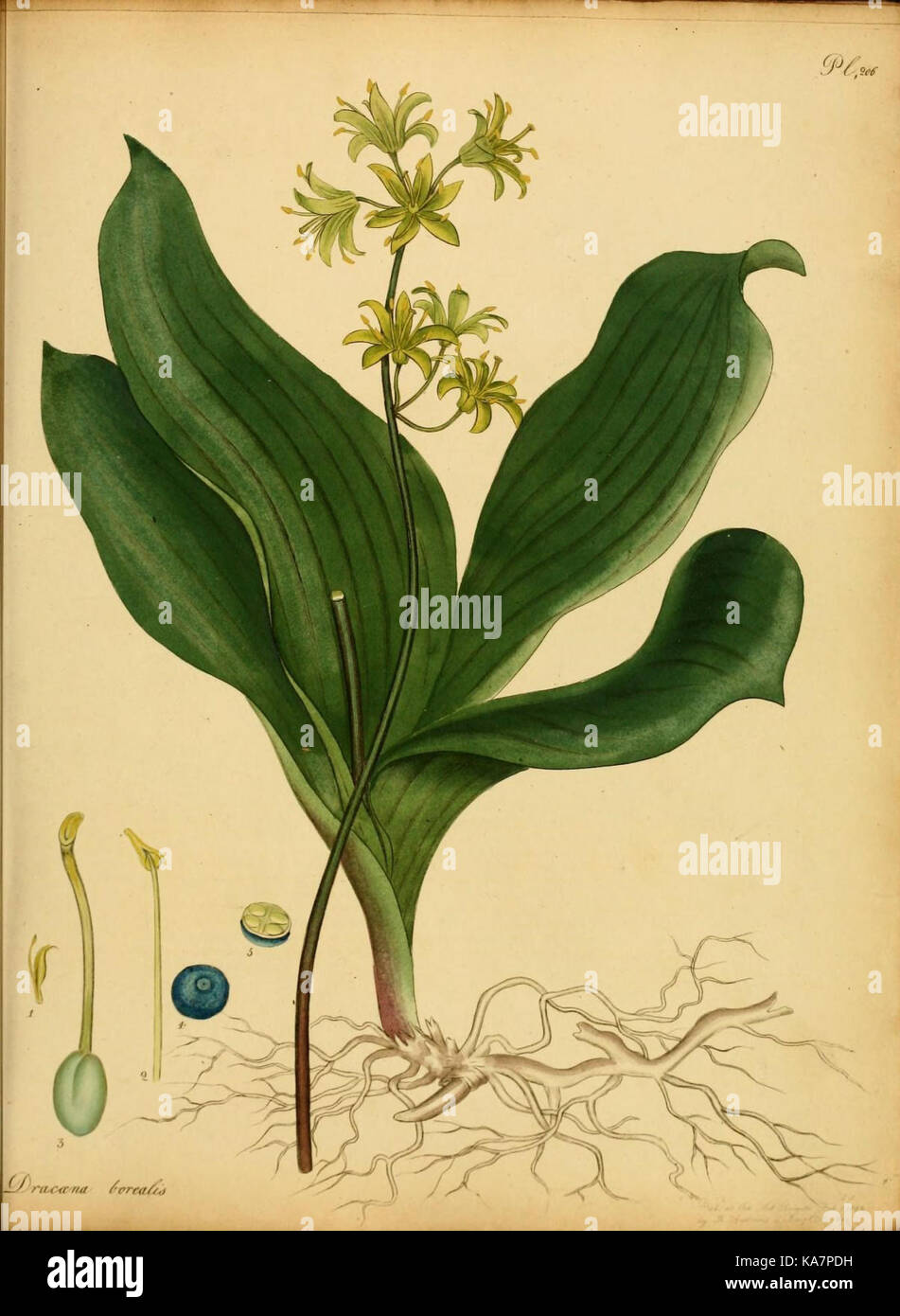 A botanical collection titled 'The Botanist's Repository', showcasing ...