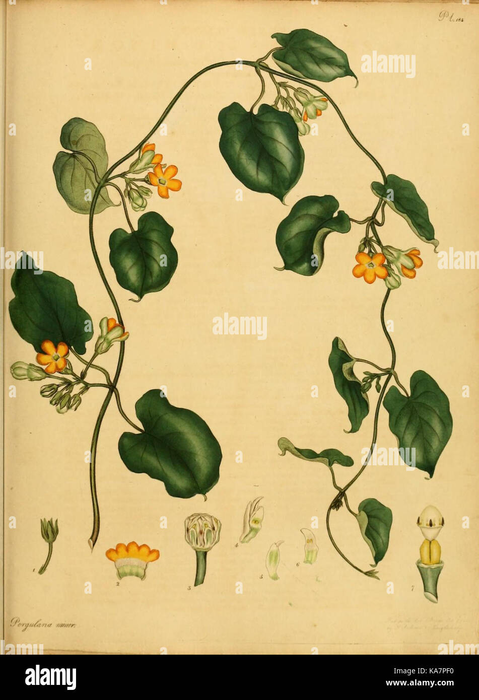 Rare flora documentation hi-res stock photography and images - Alamy