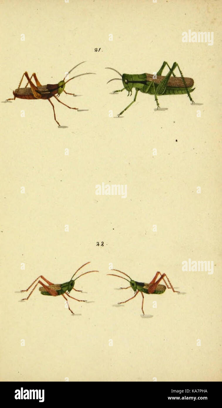Symbola faunae insectorum Helvetiae exhibentia vel species novas vel nondum depictas (9607923682) Stock Photo