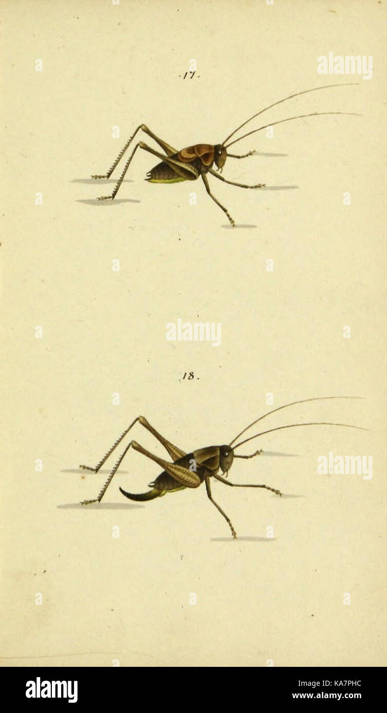 Symbola faunae insectorum Helvetiae exhibentia vel species novas vel nondum depictas (9607922246) Stock Photo
