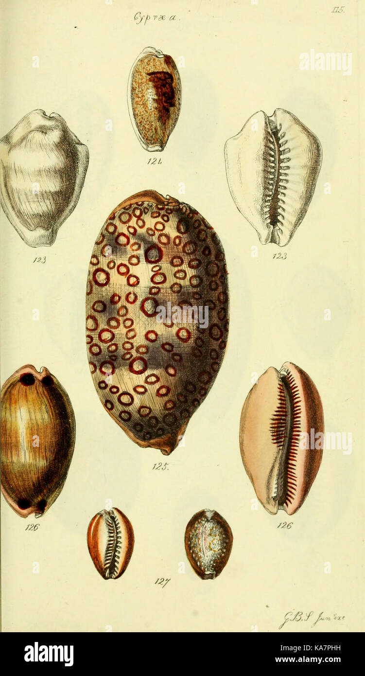 Shell Observations This work presents colored illustrations of recently discovered shells ...