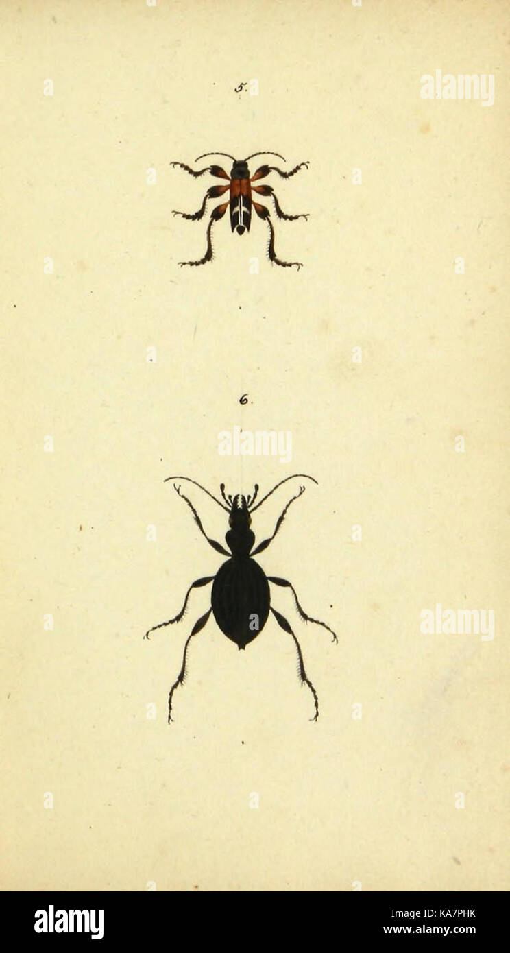 Symbola faunae insectorum Helvetiae exhibentia vel species novas vel nondum depictas (9604684667) Stock Photo