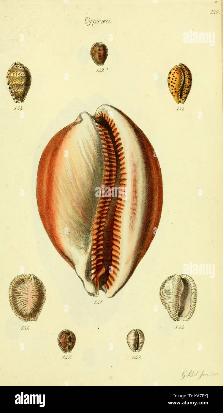 The conchological illustrations or, Coloured figures of all the ...