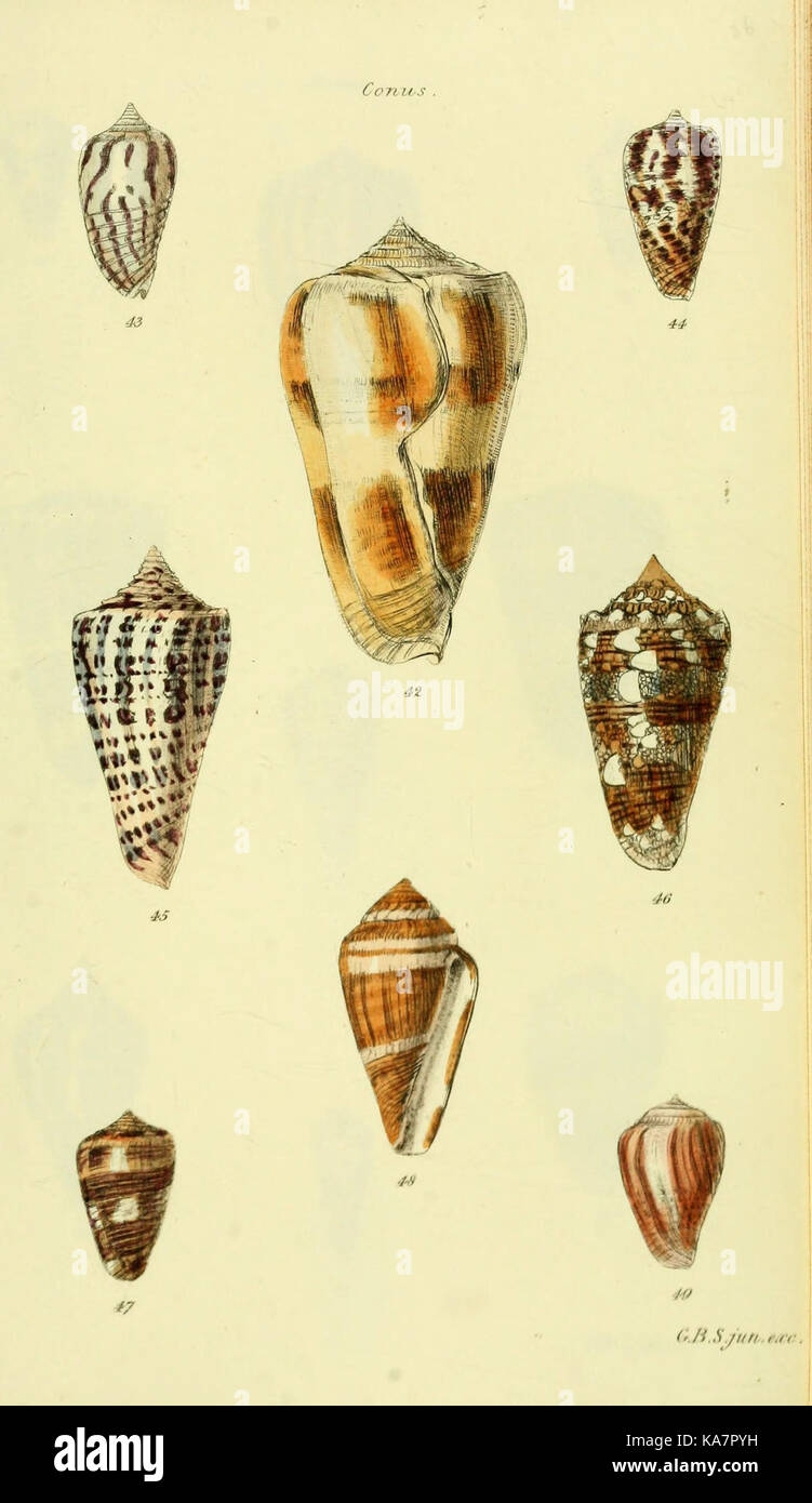 The conchological illustrations or, Coloured figures of all the ...