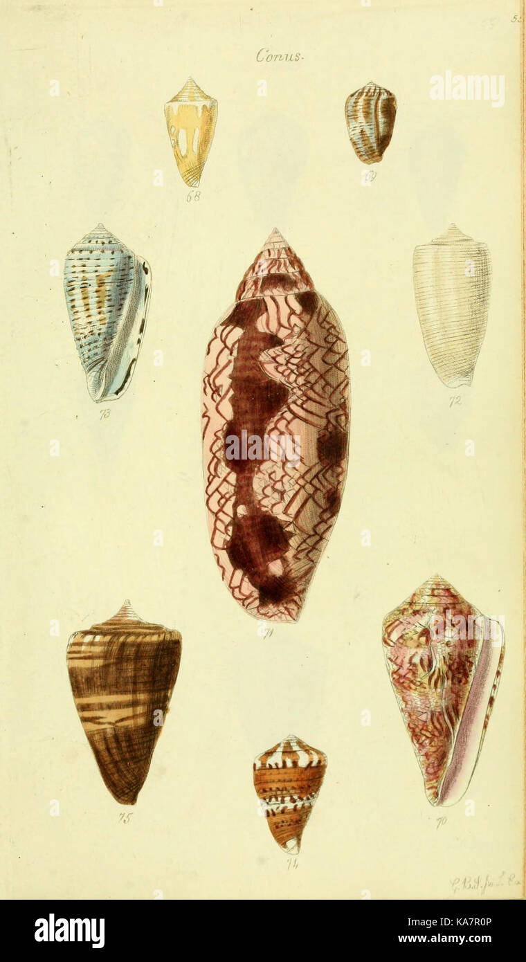 The conchological illustrations or, Coloured figures of all the ...
