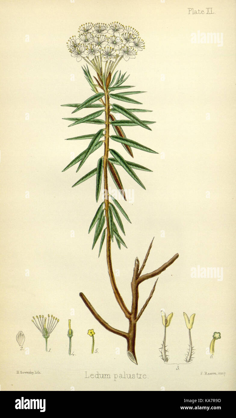 Рисунок багульник