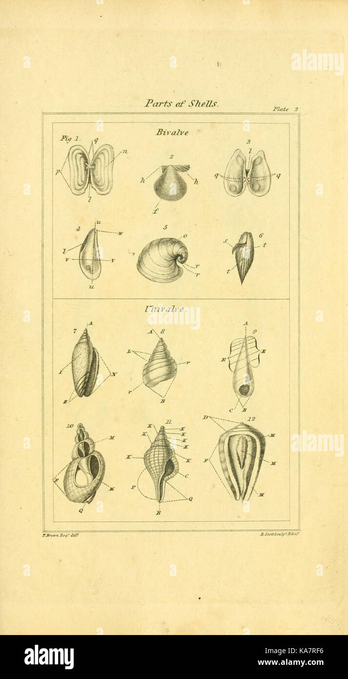 A work detailing the elements of conchology, the study of shells, and ...
