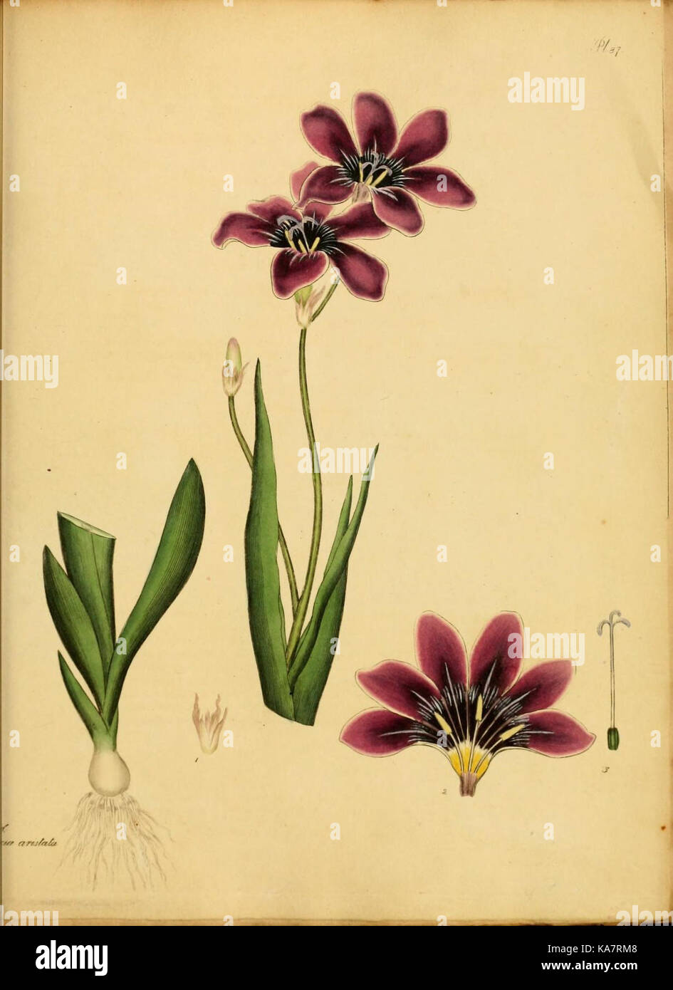 Rare flora documentation hi-res stock photography and images - Alamy