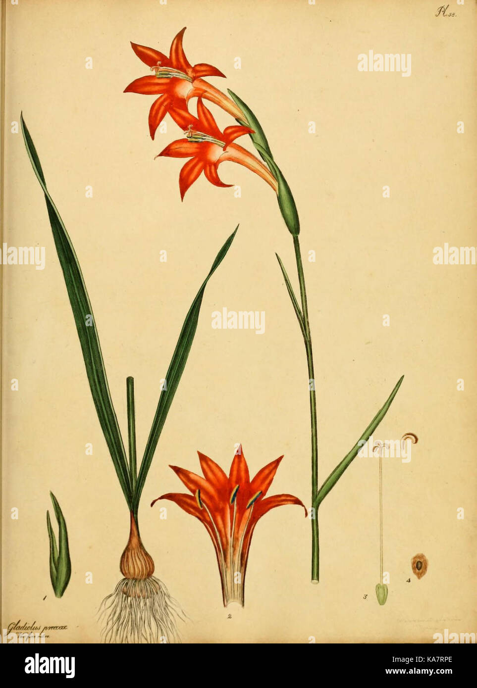 Botanical art showcases hi-res stock photography and images - Alamy